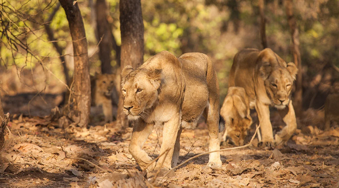 The glorious Gir and its mighty lions