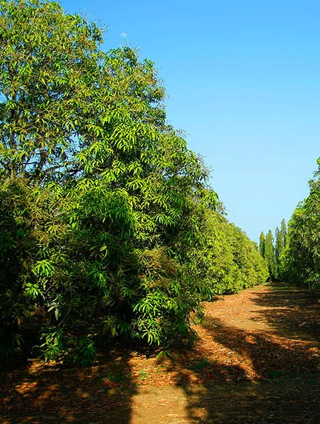 Totally into Mangoes