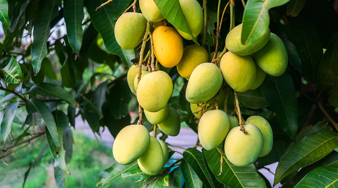Kesar Mangoes Lion Foods India